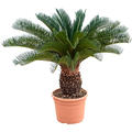 Cycas revoluta (80-90), Stamm (20-30), im 27cm Topf, Hhe 85cm, Breite 50cm