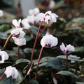 Cyclamen coum 'Album'