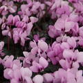 Cyclamen coum