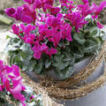 Alpenveilchen Pink, Cyclamen persicum