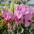 Alpenveilchen Rosa, Cyclamen persicum