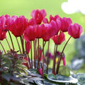 Alpenveilchen Rot, Cyclamen persicum