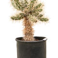 Cylindropuntia tunicata, Verzweigt, im 30cm Topf, Hhe 70cm, Breite 70cm
