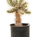 Cylindropuntia tunicata, Verzweigt, im 30cm Topf, Hhe 70cm, Breite 70cm