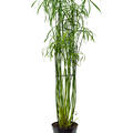 Cyperus alternifolius 'Glaber', Tuff, im 23cm Topf, Hhe 130cm, Breite 60cm