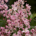 Zwerg-Maiblumenstrauch 'Yuki Cherry Blossom' (Deutzia gracilis 'Yuki Cherry Blossom')