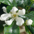 Switrus Grapefruit 'Trifeola', Zitrus, Citrus (korr)