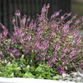 Basilikum, Ocimum basilicum Magic Blue, Strauchbasilikum
