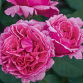 Rose Bernadette Lafont, Edelrose