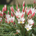Wildtulpe 'Lady Jane'