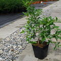 Zitrus, Citrus, Troichang, Citroncirus 'Troyer' x Citrus ichangensis 