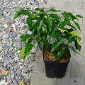Zitrus, Citrus, Ichangponsuma, Citrus ichangensis x (Poncirus trifoliata x Citrus unshiu)
