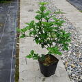 Zitrus, Citrus, Citrange Morton