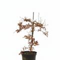 Rotbuche 'Rohan Green Weeping' 