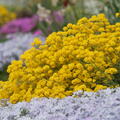 Alyssum saxatile, Felsen-Steinkraut
