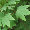 Acer pseudoplatanus, Bergahorn