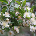 Myrtus communis, Brautmyrte