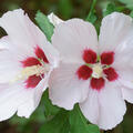 Gartenhibiskus, Hibiscus syriacus, Red Heart