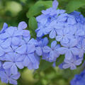Kap-Bleiwurz, Plumbago auriculata, Mediterrane Kbelpflanze