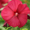 Hibiscus moscheutos 'Fireball', Staudenhibiskus, Sumpfeibisch, Riesenhibiskus, Staude, Hibiskus