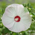 Hibiscus moscheutos 'Old Yella', Staudenhibiskus, Sumpfeibisch, Riesenhibiskus, Staude, Hibiskus