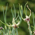 Etagenzwiebel, Allium cepa, Schattengemse