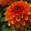 Dahlie 'American Sunset' (2er Set)