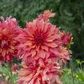 Dahlie 'Belle of Barmera' (2er Set)