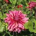 Dahlie 'Penhill Dark Monarch' (2er Set)