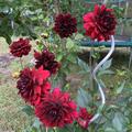 Dahlie 'Arabian Night' (2er Set), Dahlia 'Arabian Night'