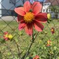 Dahlie 'Bee Friendly Mix' (2er Set), Dahlia 'Bee Friendly Mix'