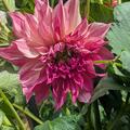 Dahlie 'Caf� au Lait Royal' (2er Set), Dahlia 'Caf� au Lait Royal'