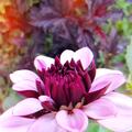 Dahlie 'Crme de Cassis' (2er Set), Dahlia 'Crme de Cassis'