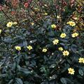 Dahlie 'Happy Single Party' (2er Set), Dahlia 'Happy Single Party'