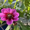 Dahlie 'Happy Single Wink' (2er Set), Dahlia 'Happy Single Wink'