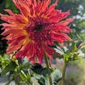 Dahlie 'Myrtle's Folly' (2er Set), Dahlia 'Myrtle's Folly'