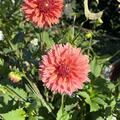 Dahlie 'Orange Fubuki' (2er Set), Dahlia 'Orange Fubuki'