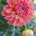 Dahlie 'Sebastian' (2er Set), Dahlia 'Sebastian'