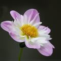 Dahlie 'Teesbrooke Audrey' (2er Set), Dahlia 'Teesbrooke Audrey'