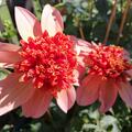 Dahlie 'Totally Tangerine' (2er Set), Dahlia 'Totally Tangerine'