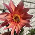 Dahlie 'Waltzing Mathilda' (2er Set), Dahlia 'Waltzing Mathilda'