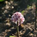 Darmera peltata