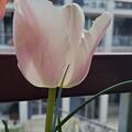 Darwin Tulpe 'Apricot Pride', Tulipa 'Apricot Pride'