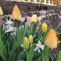 Darwin Tulpe 'Daydream', Tulipa 'Daydream' 