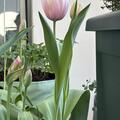 Darwin Tulpe 'Mystic van Eijk', Tulipa 'Mystic van Eijk'