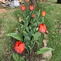 Darwin Tulpe 'Orange van Eijk', Tulipa 'Orange van Eijk'