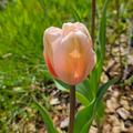 Darwin Tulpe 'Salmon Impression', Tulipa 'Salmon Impression' 