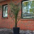 Dattelpalme Phoenix canariensis