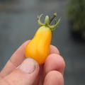 Heirloom Tomate 'Dattelwein' (Solanum lycopersicum)