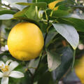 Deal KW 27 2025, Amalfi Zitrone & Tahiti Limette